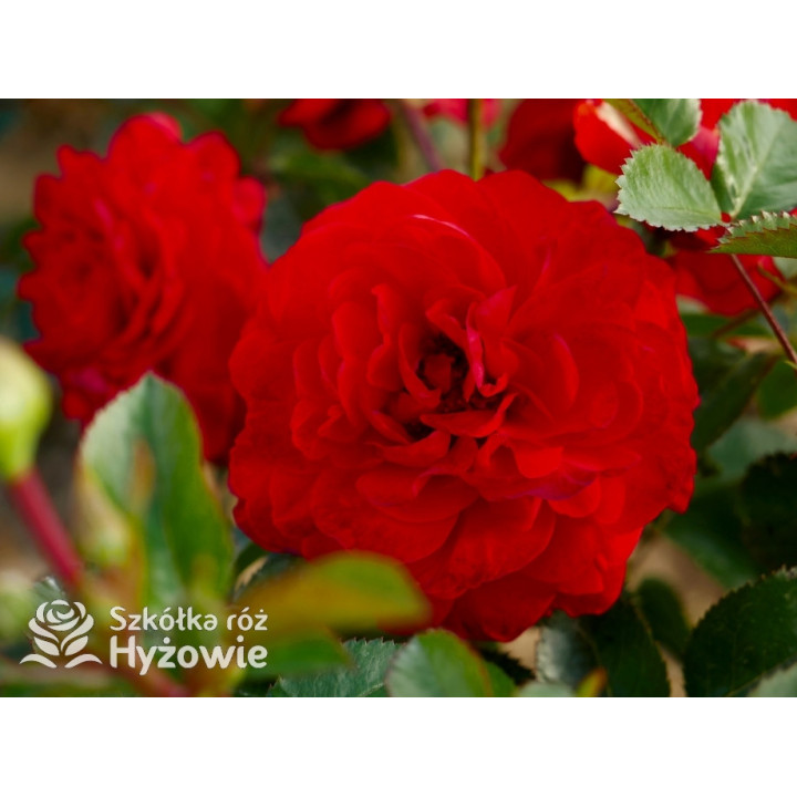 Scarlet Bonica® - Róże Rabatowe - 