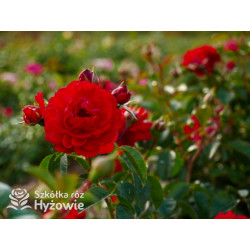 Scarlet Bonica® - Róże Rabatowe - 