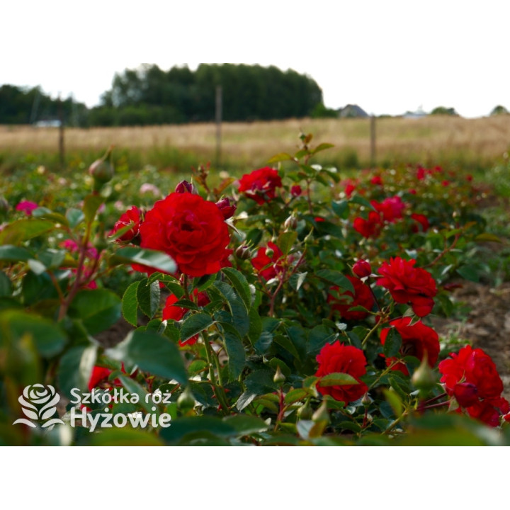 Scarlet Bonica® - Róże Rabatowe - 