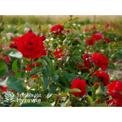 Scarlet Bonica® - Róże Rabatowe - 