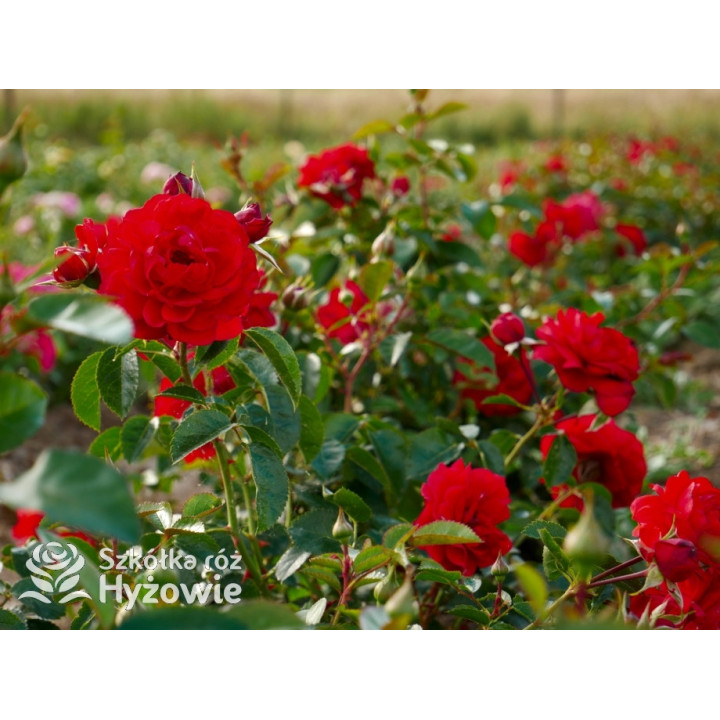Scarlet Bonica® - Róże Rabatowe - 