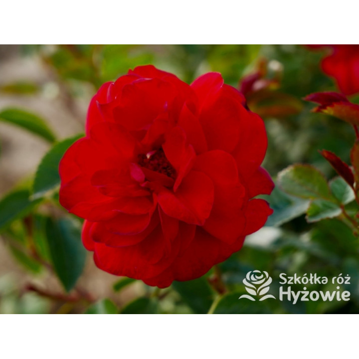 Scarlet Bonica® - Róże Rabatowe - 