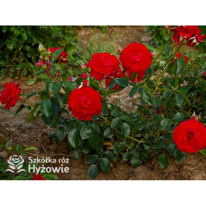 Scarlet Bonica® - Róże Rabatowe - 