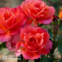 Sugar Candy Rose® - Róże Miniaturowe - 