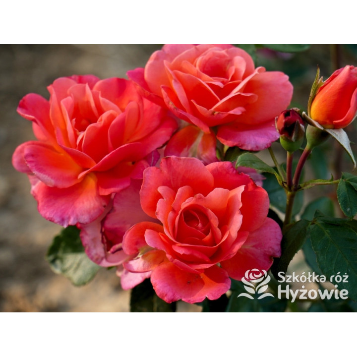 Sugar Candy Rose® - Róże Miniaturowe - 