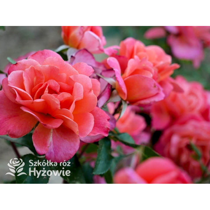 Sugar Candy Rose® - Róże Miniaturowe - 