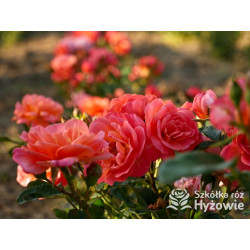 Sugar Candy Rose® - Róże Miniaturowe - 