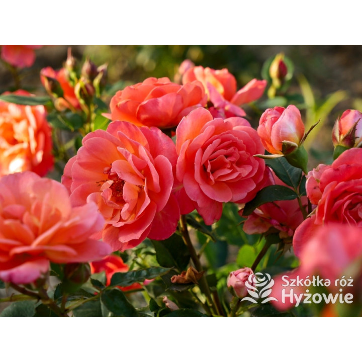 Sugar Candy Rose® - Róże Miniaturowe - 