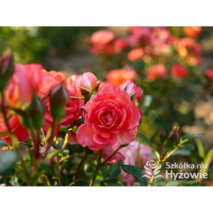 Sugar Candy Rose® - Róże Miniaturowe - 