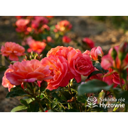 Sugar Candy Rose® - Róże Miniaturowe - 