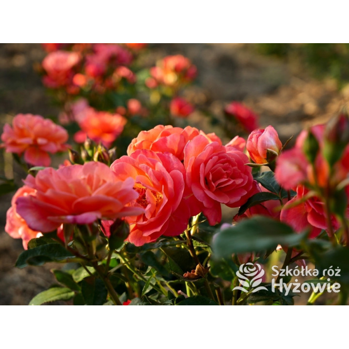 Sugar Candy Rose® - Róże Miniaturowe - 