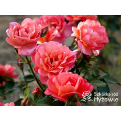 Sugar Candy Rose® - Róże Miniaturowe - 