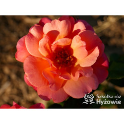 Sugar Candy Rose® - Róże Miniaturowe - 