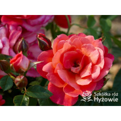 Sugar Candy Rose® - Róże Miniaturowe - 