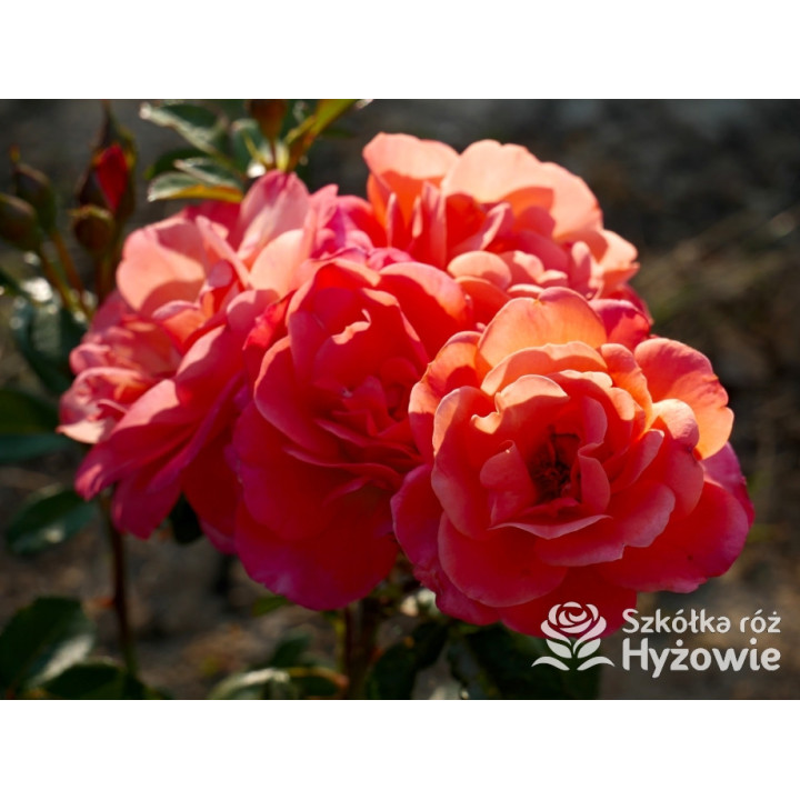 Sugar Candy Rose® - Róże Miniaturowe - 