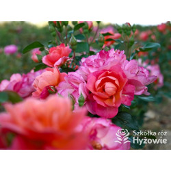 Sugar Candy Rose® - Róże Miniaturowe - 