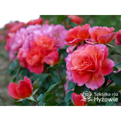 Sugar Candy Rose® - Róże Miniaturowe - 