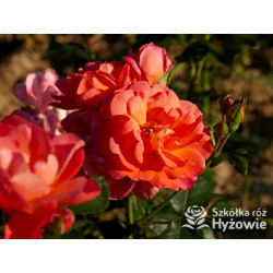 Sugar Candy Rose® - Róże Miniaturowe - 