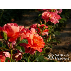 Sugar Candy Rose® - Róże Miniaturowe - 