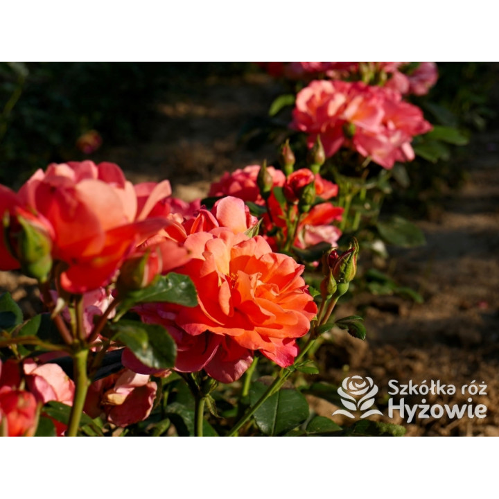 Sugar Candy Rose® - Róże Miniaturowe - 