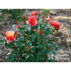 Sugar Candy Rose® - Róże Miniaturowe - 