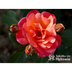 Sugar Candy Rose® - Róże Miniaturowe - 