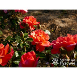 Sugar Candy Rose® - Róże Miniaturowe - 