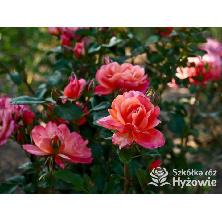 Sugar Candy Rose® - Róże Miniaturowe - 