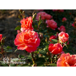 Sugar Candy Rose® - Róże Miniaturowe - 