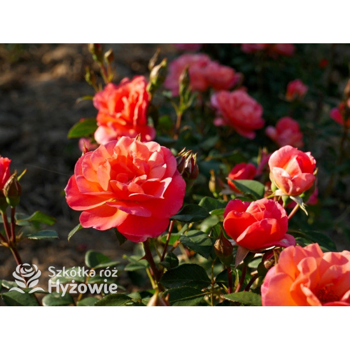 Sugar Candy Rose® - Róże Miniaturowe - 