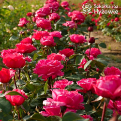 Audrey Fleurot® - Róże Wielkokwiatowe - 