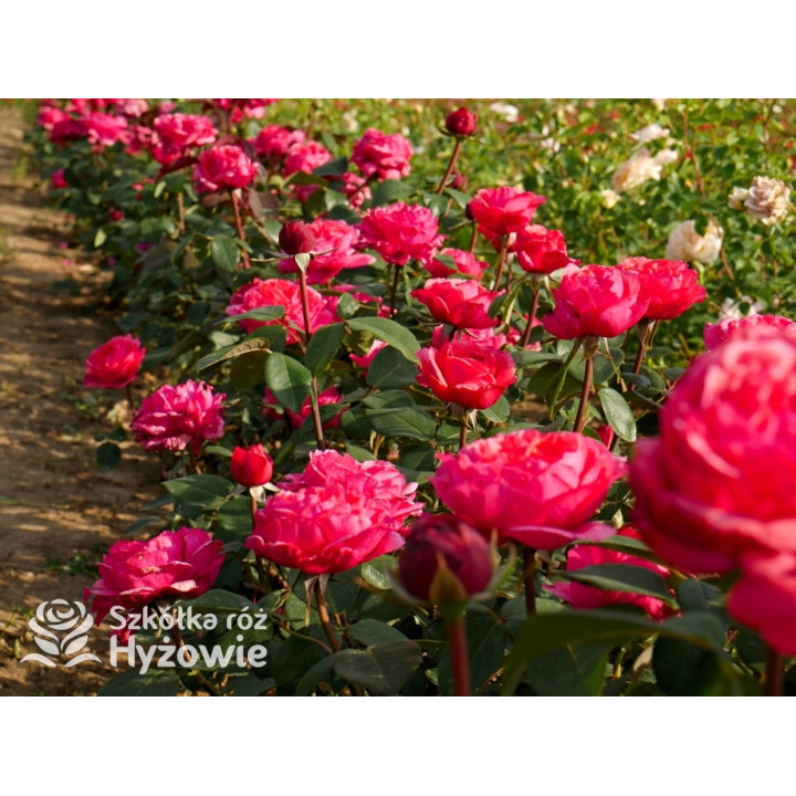 Audrey Fleurot® - Róże Wielkokwiatowe - 