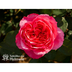 Audrey Fleurot® - Róże Wielkokwiatowe - 