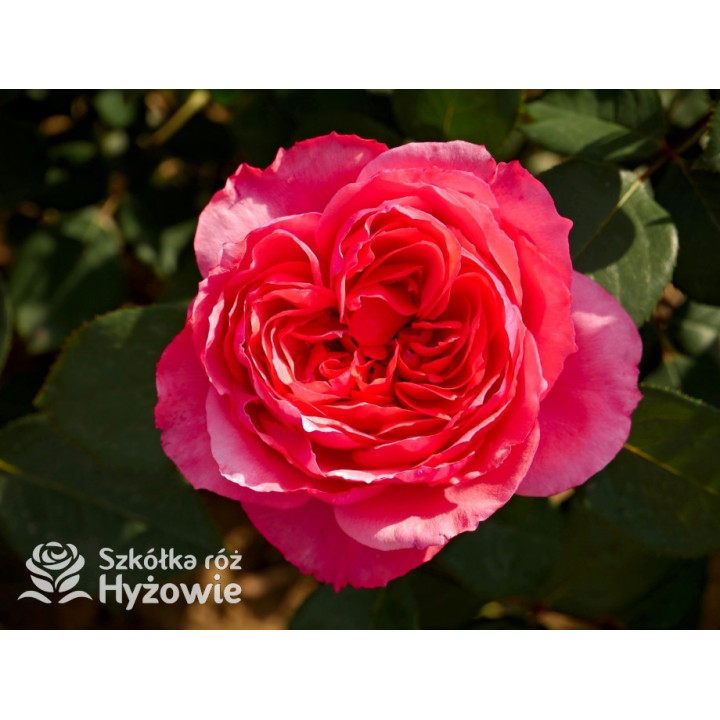 Audrey Fleurot® - Róże Wielkokwiatowe - 