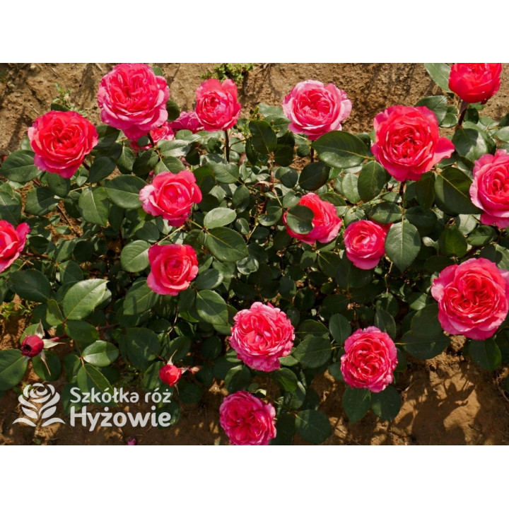 Audrey Fleurot® - Róże Wielkokwiatowe - 