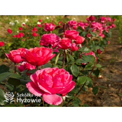 Audrey Fleurot® - Róże Wielkokwiatowe - 