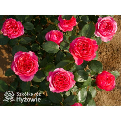 Audrey Fleurot® - Róże Wielkokwiatowe - 