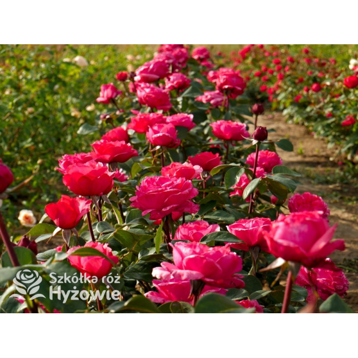 Audrey Fleurot® - Róże Wielkokwiatowe - 