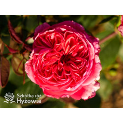 Audrey Fleurot® - Róże Wielkokwiatowe - 