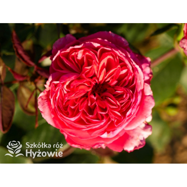 Audrey Fleurot® - Róże Wielkokwiatowe - 