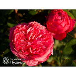 Audrey Fleurot® - Róże Wielkokwiatowe - 