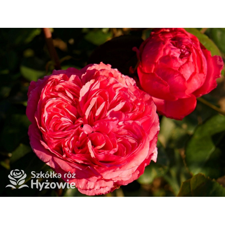 Audrey Fleurot® - Róże Wielkokwiatowe - 
