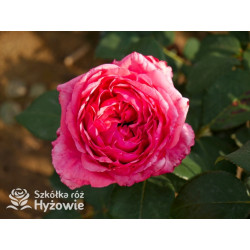 Audrey Fleurot® - Róże Wielkokwiatowe - 