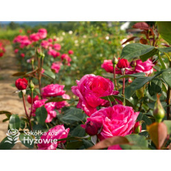 Audrey Fleurot® - Róże Wielkokwiatowe - 