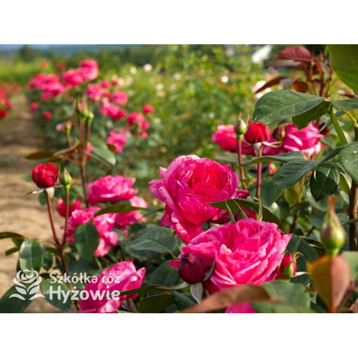 Audrey Fleurot® - Róże Wielkokwiatowe - 