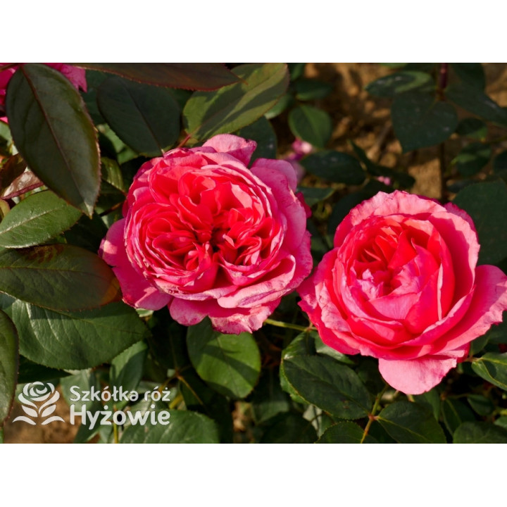 Audrey Fleurot® - Róże Wielkokwiatowe - 