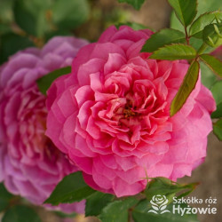 Emma Bridgewater™ (Ausb44a16) - David Austin® Róże Angielskie - 