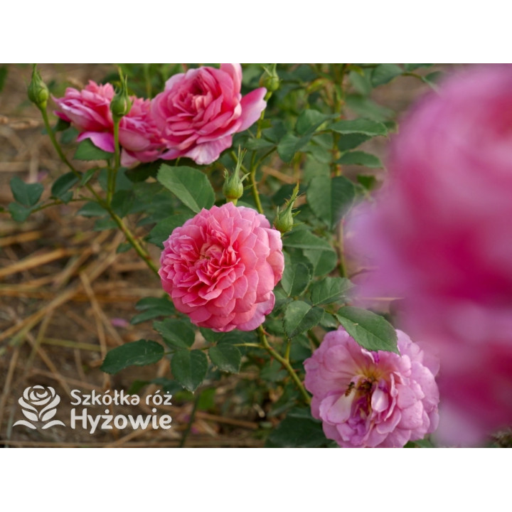 Emma Bridgewater™ (Ausb44a16) - David Austin® Róże Angielskie - 