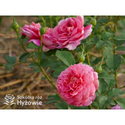 Emma Bridgewater™ (Ausb44a16) - David Austin® Róże Angielskie - 