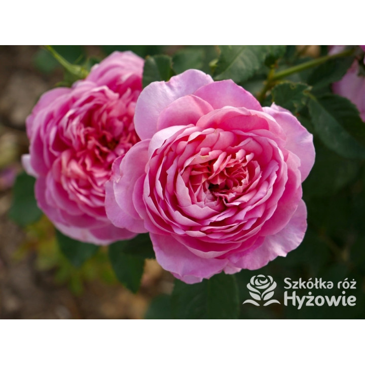 Emma Bridgewater™ (Ausb44a16) - David Austin® Róże Angielskie - 